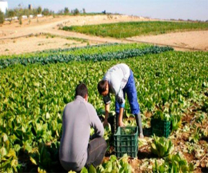 El plazo de presentación de la solicitud única 2017 de la Política Agrícola Común se amplía hasta el 15 de mayo