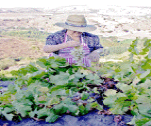 Fomento del consumo de productos ecológicos