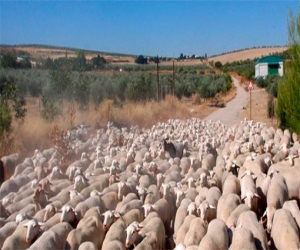 En el plan de recuperación de la Red andaluza de Vías Pecuarias están incluidas Alhama y Zafarraya