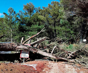 La muerte de ‘El Pino de las Cinco Ramas’