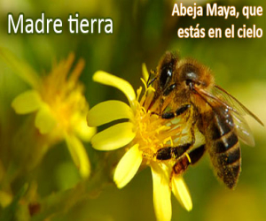 Abeja Maya, que estás en el cielo