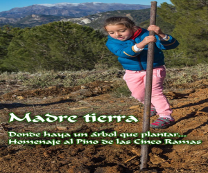 Donde haya un árbol que plantar… (Homenaje al Pino de las Cinco Ramas)