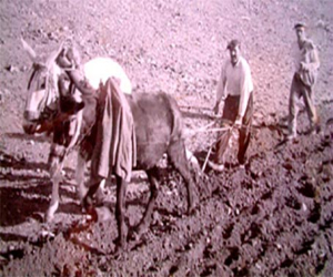 Historias de Bonilla “El Pecas”: Voy a pintar garbanzos