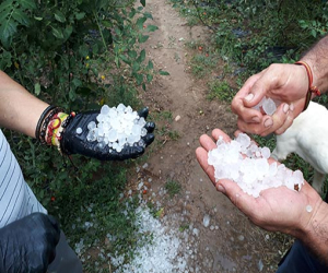 La granizada del domingo, 9 de septiembre, causa graves daños en el olivar en Jayena