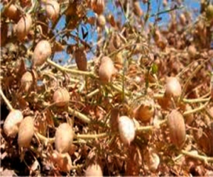 Historias de aquel verano (I): Las ‘arrancaoras’