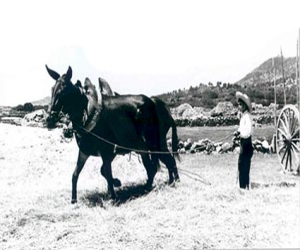 Historias de aquel verano (III): El trillero