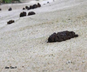 Las caquitas que los dueños no quitan