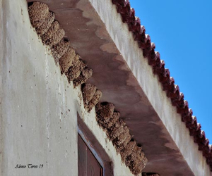 Volverán las oscuras golondrinas...