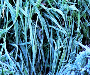 Vestigios de la noche pasada