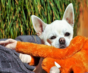 Stress postraumático