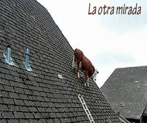 El toro en el tejado