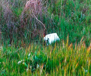 Las latas a su contenedor