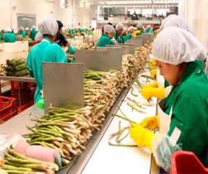 Arranca la campaña del espárrago