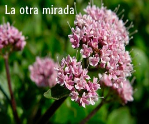 Un poquito de humildad nos iría bien