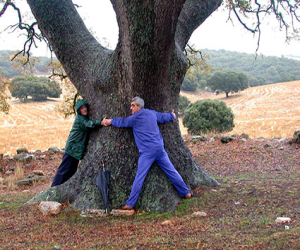 La web de Canal Sur se hace eco de la elección del árbol europeo del año