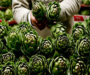 Las “alcachofinas” de Zafarraya toman el relevo de esta producción en verano