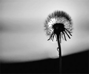 Otoño en el alma (VIII). Como briznas de hierba seca