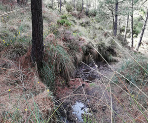 Jayena Fuentes con historia (y II)