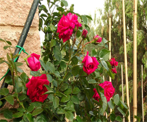 Un sueño hecho realidad