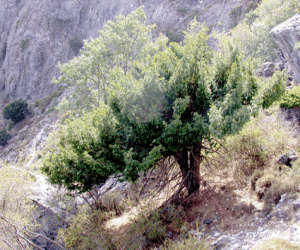 El cambio climático perjidica al tejo