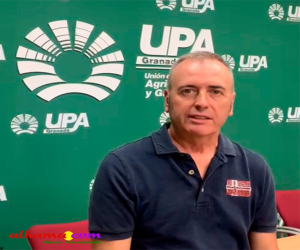 UPA Granada calcula pérdidas superiores a los 125 millones de euros por la sequía en el olivar 