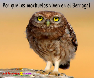 Por qué los mochuelos viven en el Bernagal