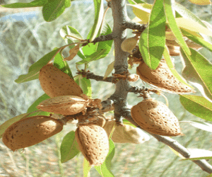 Balance agrícola, según COAG