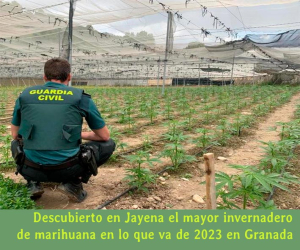 Descubierto en Jayena el mayor invernadero de marihuana en lo que va de 2023 en Granada