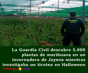 La Guardia Civil descubre 5.000 plantas de marihuana en un invernadero de Jayena mientras investigaba un tiroteo en Halloween