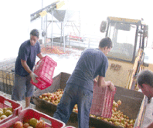 La cosecha del tomate sube pero se reduce el beneficio del agricultor