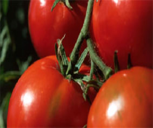 Los agricultores del Llano de Zafarraya participan en la protesta