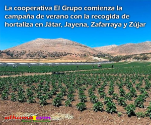 La cooperativa El Grupo comienza la campaña de verano con la recogida de hortaliza en Játar, Jayena, Zafarraya y Zújar