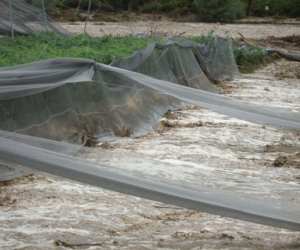 Reclaman ayudas para los agricultores afectados por las tormentas