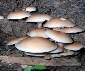 VIII Jornadas micológicas de Fornes y Jayena, 2007