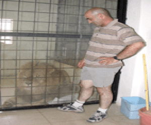 Kimba, una real mascota