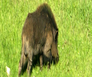 La provincia de Granada en peligro por la introducción ilegal de especies foráneas