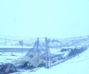 Daños en invernaderos de Los Ríos