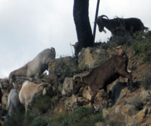 FAECA denuncia la pasividad del MARM ante la grave crisis del sector caprino