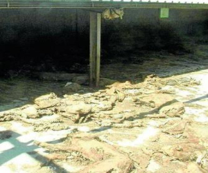 El propietario de una granja  imputado por la muerte de un millar  de cerdos