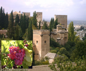 Las cepas alhameñas de la Alhambra darán su primer mosto el próximo otoño