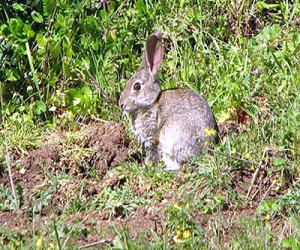 Cultivos de hortalizas, cereales y olivar amenazados por los conejos de campo, denuncia Asaja Granada