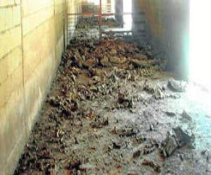 Piden 13 meses de cárcel a un agricultor de Alhama por dejar morir a sus cerdos