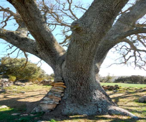 El sábado, todos al quejigo de Júrtiga