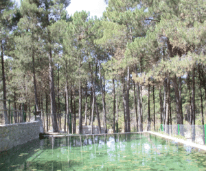 VI Semana micológica de Jayena y Fornes