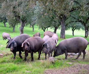 Del cerdo hasta los andares