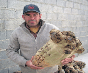 Una remolacha extraordinaria en Fornes