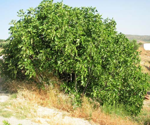 Remedios naturales. Adiós verrugas, adiós callos: la higuera
