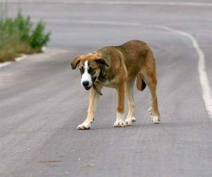 La asociación alhameña de defensa de animales abandonados organiza una cena el sábado 5 de julio