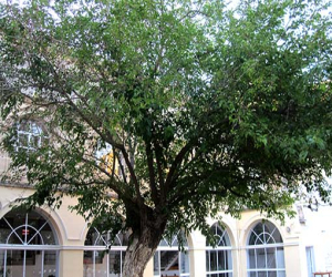 Historia y sentimiento de una morera alhameña