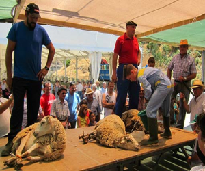 La feria agroganadera entre la mecanización y lo tradicional